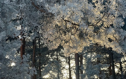Новогодние предложения 2025-2026 Открыта бронь на Новый год и зимние праздники в “Плескове”!